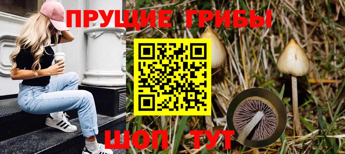 Псилоцибиновые грибы Psilocybe Калуга